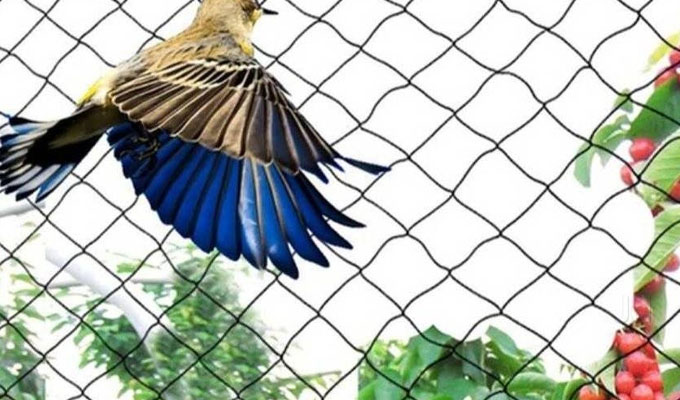 Bird Spikes
