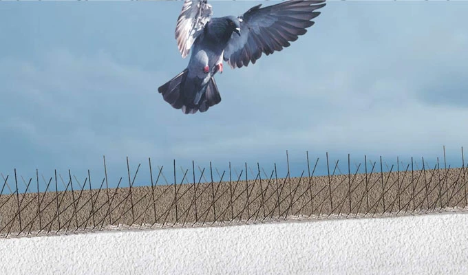 Bird Spikes
