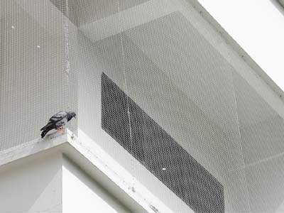 Pigeon Safety Nets